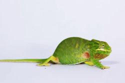 Tắc kè hoa 'phù thủy' biến đổi màu hút dân chơi Việt
