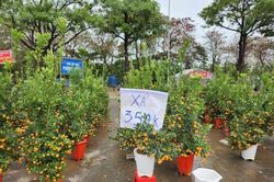 Trưa 30 Tết: Đào, hoa Tết đại hạ giá