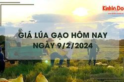 Giá lúa gạo hôm nay 9/2/2024: Duy trì ổn định