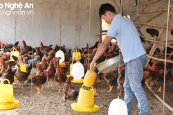 Cho gà ăn thảo dược đặc biệt, anh nông dân ở Nghệ An thu lãi cao
