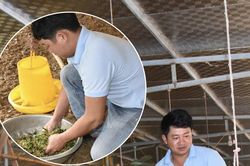 Cho gà ăn cây 'chè khổng lồ', anh nông dân Nghệ An thu lãi cao