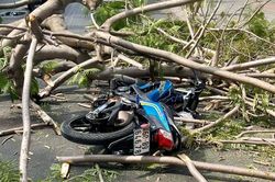 Cây phượng gãy đổ trên đường Nguyễn Văn Trị khiến một phụ nữ bị thương