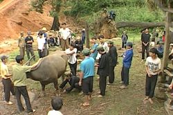 Người Hà Nhì ở Lao Chải đón Tết giữa mùa hè