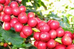 Ngày 10/2: Giá cà phê thế giới kéo dài đà tăng