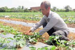 Mùa xuân trên vùng đất mới