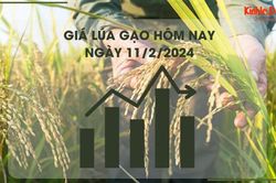 Giá lúa gạo hôm nay 11/2/2024: Kéo dài đà đi ngang