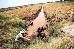 Xâm nhập mặn ở đồng bằng sông Cửu Long có xu thế tăng dần