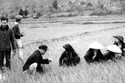 Bí thư 'khoán hộ' và vị thế của nông sản Việt Nam
