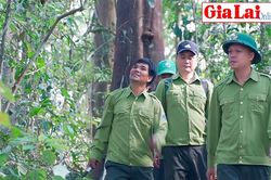 Giữ bình yên cho những cánh rừng