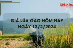 Giá lúa gạo hôm nay 13/2/2024: Duy trì ổn định