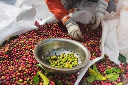 Giá nông sản ngày 13/2/2024: Cà phê giảm nhẹ, hồ tiêu tăng 500 đồng/kg