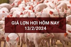 Giá lợn hơi ngày 13/2: Giữ nguyên giá xuyên suốt Tết Nguyên đán