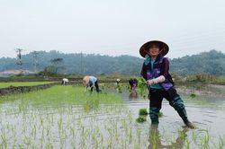 Theo chân nông dân ra đồng ngày đầu xuân