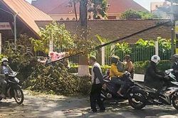 Cây gãy đè một phụ nữ bán hoa nhập viện cấp cứu