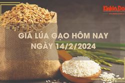 Giá lúa gạo hôm nay 14/2/2024: Không có biến động