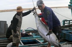 Ngư dân Phú Yên trúng đậm cá ngừ đại dương trong chuyến biển xuyên Tết
