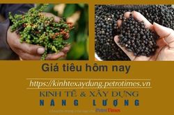 Giá tiêu hôm nay 14/2: Tăng ở Bình Phước