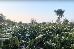 'Mùa tuyết trắng' trên cao nguyên
