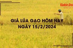 Giá lúa gạo hôm nay 15/2/2024: Giá lúa tại Tiền Giang tăng 500 – 1.000 đồng/kg
