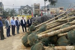 Lào Cai: Tiếp nhận và trồng 1.000 cây phượng vỹ đỏ đầu tiên thành phố Hải Phòng tặng