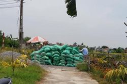 Giá lúa gạo hôm nay ngày 15/2: Các kho đồng loạt khai trương, giao dịch sôi động trong phiên đầu năm mới