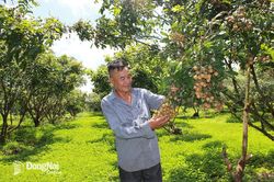 Tăng hơn 2,7 ngàn ha cây ăn trái lâu năm