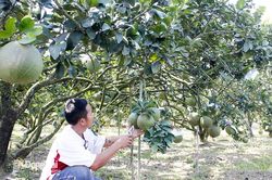 Vĩnh Cửu xác định 2 vùng đủ điều kiện để sản xuất nông nghiệp hữu cơ
