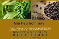 Giá tiêu hôm nay 16/2: Tiếp đà tăng