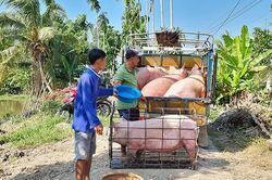 Giá heo hơi hôm nay 16/2/2024: Biến động 1.000 - 2.000 đồng/kg