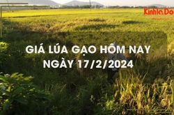 Giá lúa gạo hôm nay 17/2/2024: Duy trì ổn định