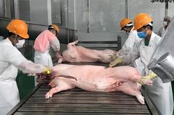 Năm 2023, xuất khẩu thịt và các sản phẩm thịt tăng 19%