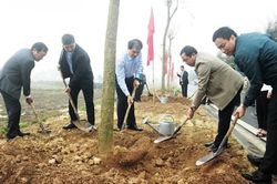 Hải Dương: Phấn đấu trồng 800.000 cây phân tán các loại