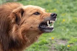 Bé trai bị chó cắn thương tâm khi đi chúc Tết