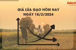 Giá lúa gạo hôm nay 18/2/2024: Giá lúa chững, giá gạo giảm