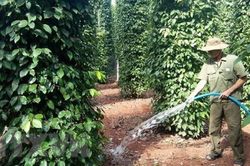 Tháng 1/2024, xuất khẩu hạt tiêu thu về 79 triệu USD