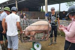 Giá heo hơi hôm nay 18/2/2024: Tiếp tục giảm 1.000 - 2.000 đồng/kg