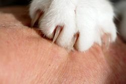 Hàng chục người bị chó mèo cắn dịp nghỉ Tết, có trẻ thủng ruột, chuyên gia cảnh báo