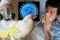 Triệu chứng nhiễm cúm A/H5N1 và các giai đoạn tiến triển của bệnh
