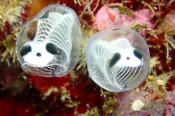 Ngoại hình khác lạ của loài động vật biển mới được phát hiện