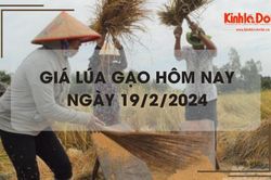 Giá lúa gạo hôm nay 19/2/2024: Giá lúa giảm, giá gạo chững