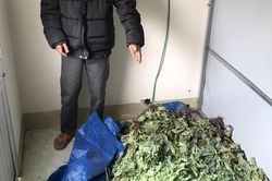 Gia Lai: Phát hiện người đàn ông trồng gần 500 cây thuốc phiện trong vườn