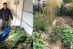 Gia Lai: Phát hiện gần 500 cây thuốc phiện trong vườn nhà dân