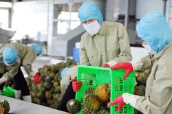Sản xuất, xuất khẩu đầu năm: Nhiều gam màu tươi sáng