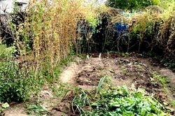 Cảnh sát phát hiện vườn thuốc phiện 'ẩn thân' trong vườn rau