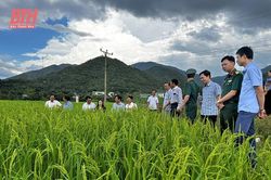 Chương trình Mục tiêu quốc gia phát triển kinh tế - xã hội vùng đồng bào dân tộc thiểu số và miền núi: Phát huy tiềm năng thế mạnh, xây dựng các sản phẩm đặc trưng khu vực miền núi
