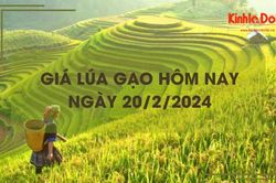 Giá lúa gạo hôm nay 20/2/2024: Giá gạo xuất khẩu tăng