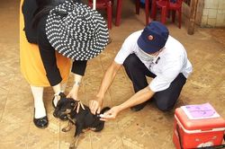 Đắk Lắk ghi nhận 3 trường hợp tử vong do bệnh dại