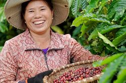Giá cà phê hôm nay 20/2: Giá trong nước tăng chưa thấy điểm dừng
