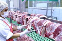 Giá heo hơi hôm nay 20/2: Thương lái lẫn doanh nghiệp cùng tăng giá ở miền Nam