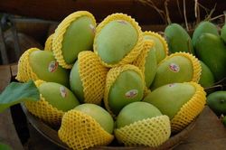 Xoài Việt Nam xuất khẩu sang Hàn Quốc vượt dư lượng thuốc bảo vệ thực vật